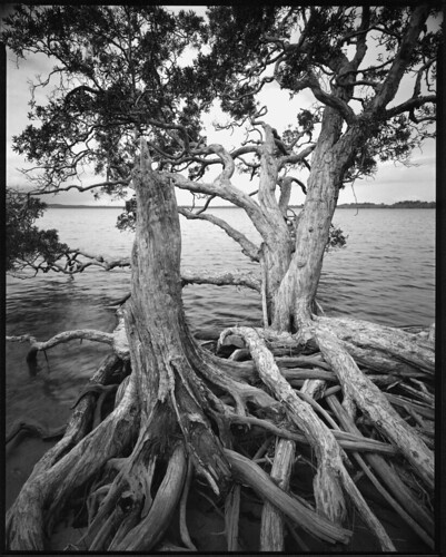 tree film kodak trix australia super 8x10 photograph noosa f8 largeformat schneider paperbark angulon tachihara gelatinsilver lakeweyba 121mm