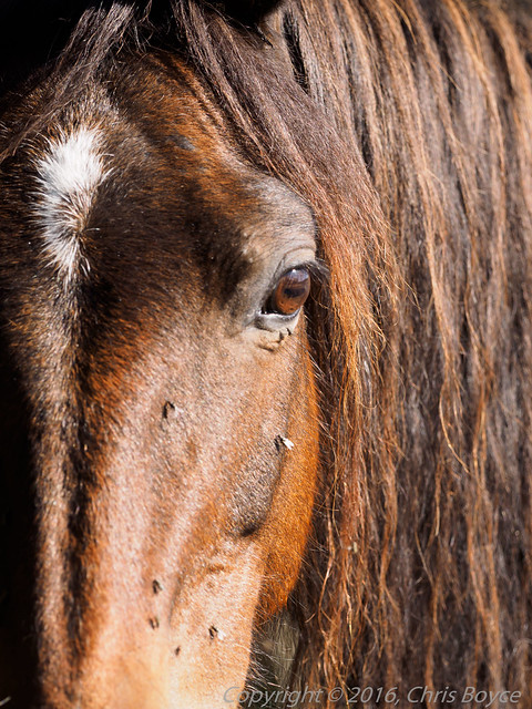 New Forest Pony, Pig Bush, New Forest - I8264249