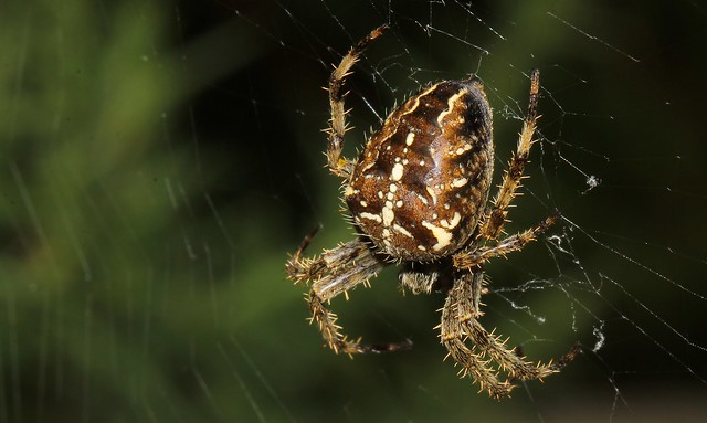 Garden Spider 140916 (2)