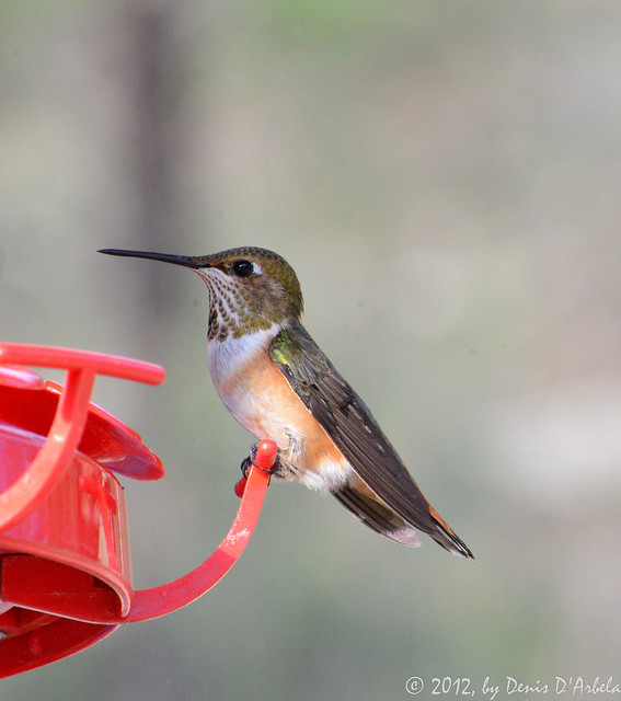 Humming Bird on feeder