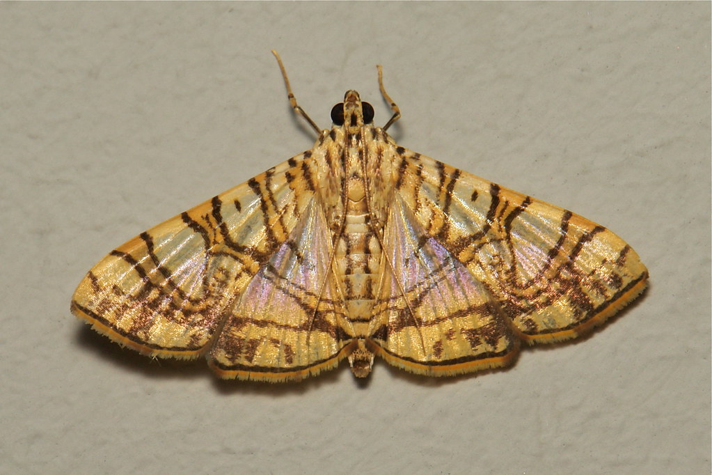 Jackfruit Insect Jackfruit Fruit Borer