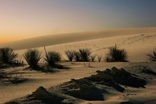 Desert life by Tati@