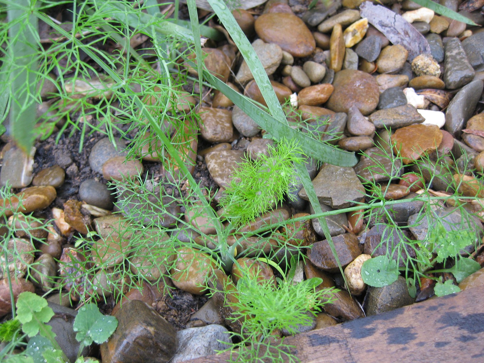 fennel (Foeniculum vulgare)
