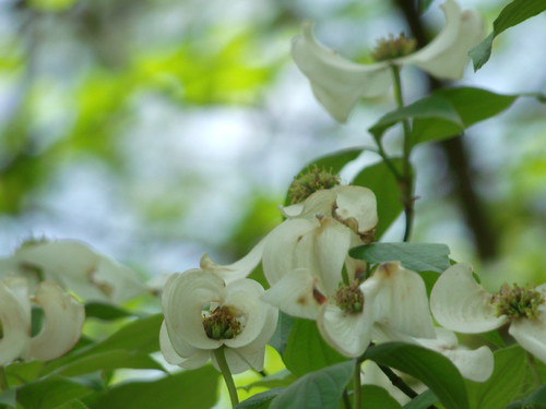 Nature | by Amber turner2012