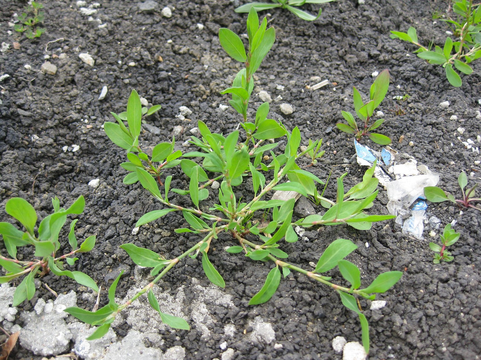 knotweed (Polygonum aviculare)