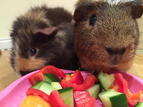 Guinea pigs Stanley and Theodore snacking