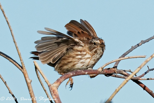 Sparrow Fluffs Up