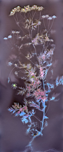 lumenprint daisies fortunacalifornia feverfewietanacetum