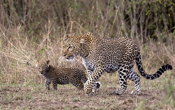 Leopard and cub