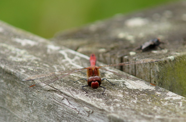 Ruddy Darter dragonfly