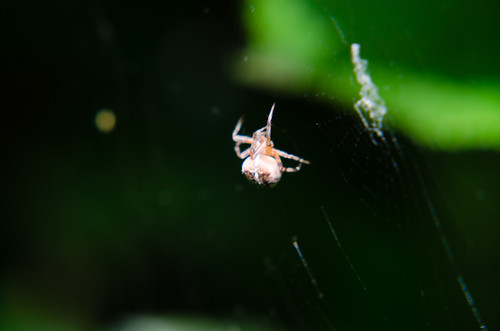 Cross spider mending her web
