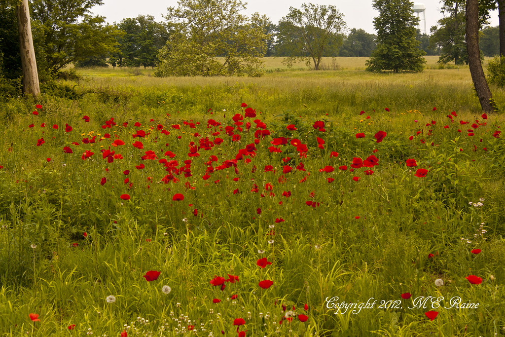 Poppy Fields at Duke Farms, Hillsborough, NJ, The late, Dor…