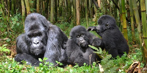 africa tanzania rwanda afrika gorillas tansania sabatical ruanda sabbatjahr agashyafamily volcanoesnationalparc