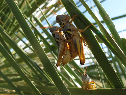 arizona southwest detail macro nature sex closeup outdoors funny lol idplease insects mating grasshopper exploration discovery orthoptera voyeurism unidentified bugsex santacruzcounty yeahbaby seaz southeastarizona rainvalley casualobserver grasshopperporn speciesid zoniedude1 mustangmountains earthcreatures canonpowershotg11 earthnaturelife doingitgrasshopperstyle