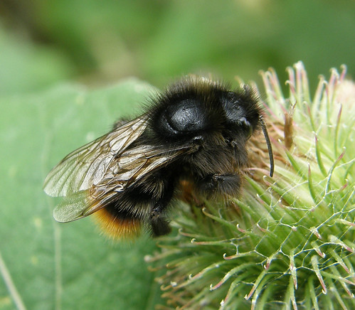 Bombus rupestris (Red-tailed or Hill Cuckoo Bee) | Flickr