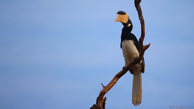 Nashornvogel - Sri Lanka