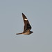 Flickr photo 'Common Nighthawk, Colorado' by: Dave Govoni.