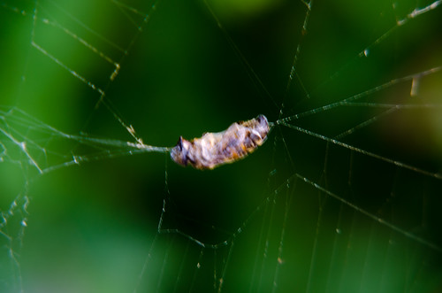 Caught in a web