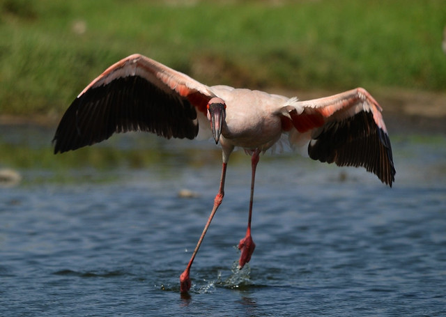 lessar  flamingo