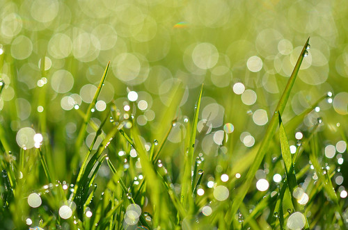 macro green water grass bokeh dew waterdroplets morningdew narrowdepthoffield herowinner ultraherowinner shcmissionwinner