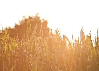 Corn In Evening Sunlight -1- (2012-08-30)