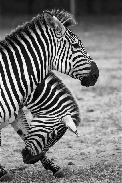 Zebra Heads