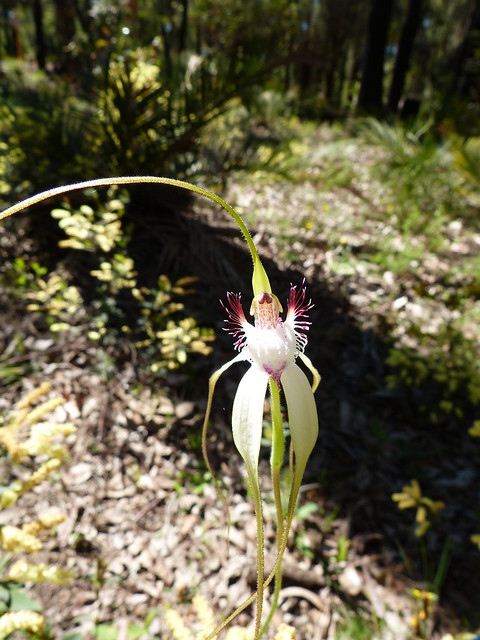 Caladenia speciosa -Sandplain White Spider Orchid