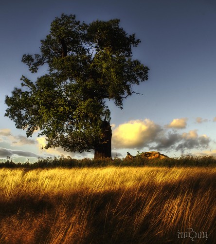 Wind Swept Tree | by Ian Ryall