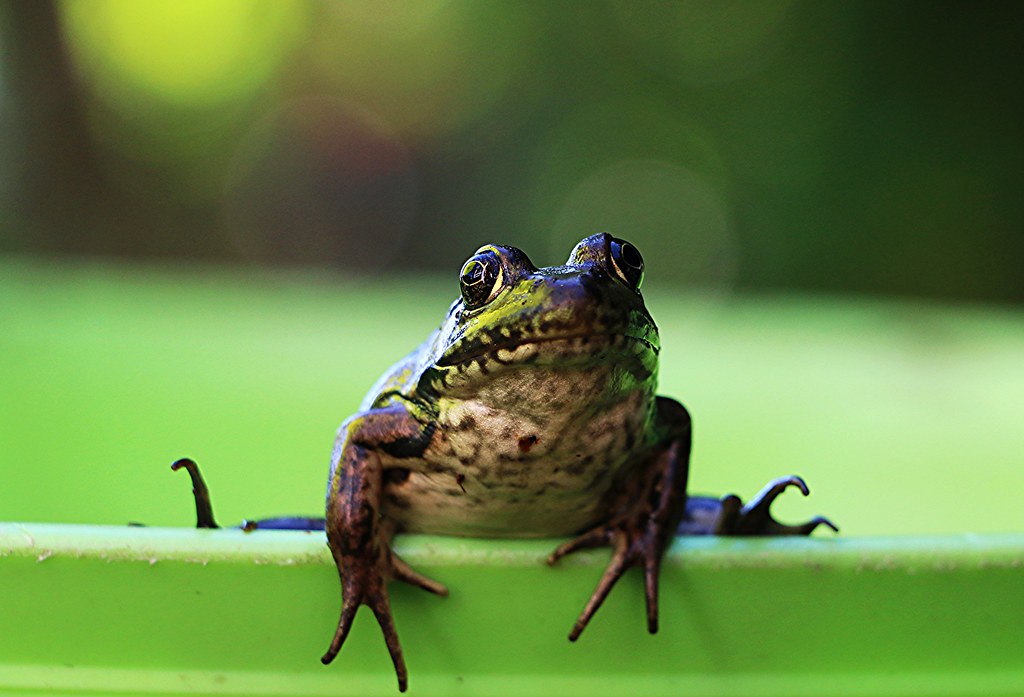 F for Friendly Forest Frog ( Explored )
