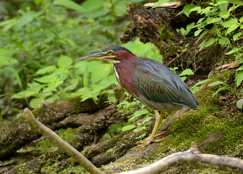 Green Heron (multiple images) by Windows to Nature