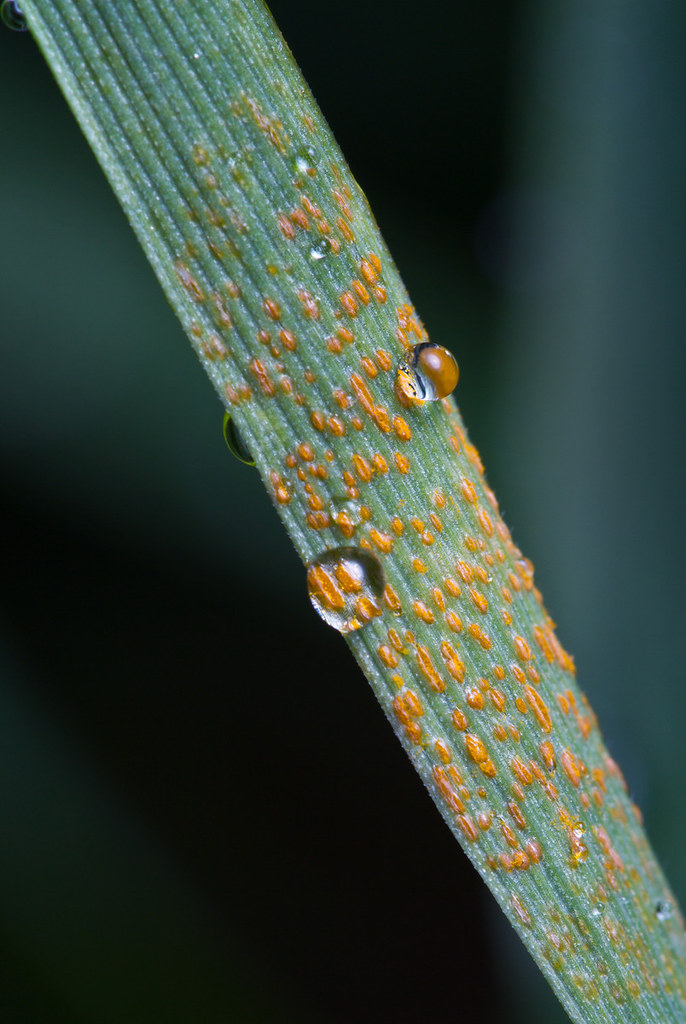 Stripe rust (also known as yellow rust) on wheat with droplets of rain