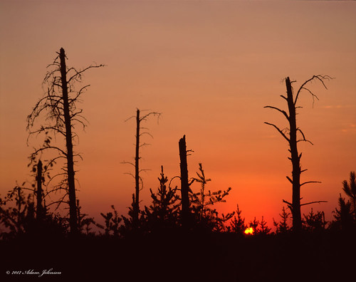 "Broken Forest" Beltrami Island State Forest Minnesota by A. Johnson, Black's Winner Forest Road <b><a href="http://www.adamjohnsonminnesota.com/blog/2013/1/12/beltrami" 