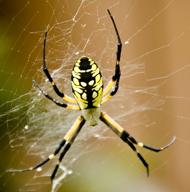 Big Spider Back (Argiope aurantia)