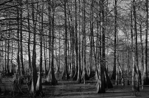 trees bw louisiana cypress marsh lakemartin