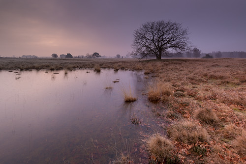 2016 forest heathland nl netherlands strabrechtseheide sunrise water winter