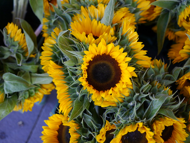 Sunflower in a Mannheim shop