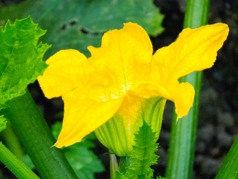 Courgette flower