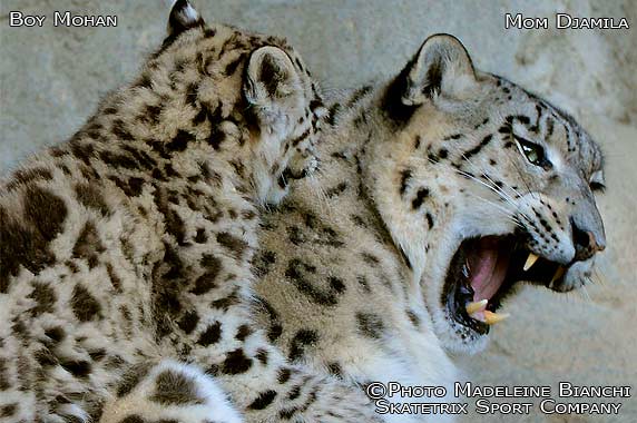 Snow Leopard MOHAN and Mom DJAMILA