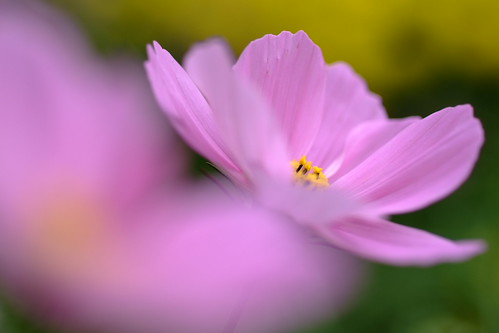 Fujifilm 081212 士林官邸 | by K.P. Huang