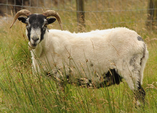 nature grass fauna scotland sheep horns lamb chewing fleece baa mutton ewe fleecy scottishborders