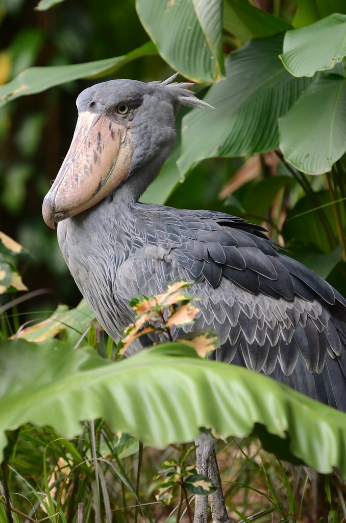 Shoebill stork photographed at Mabamba Swamp, Uganda