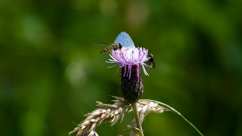 Common blue butterfly and a hoverfly feeding on a thistle