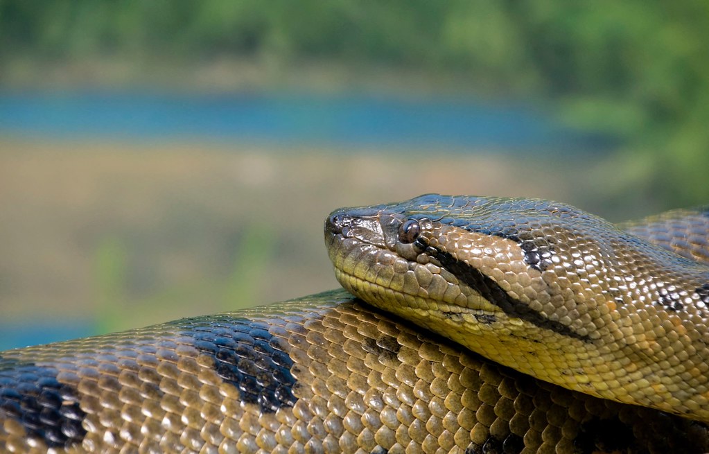 The Anaconda: Constrictor of the Amazon is the most powerful animal in the world.