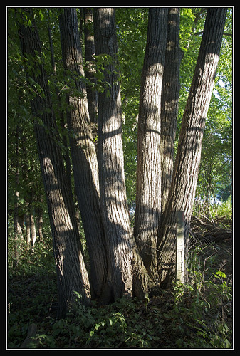 light sunset sun tree nature evening seasons darkness sundown theremainsoftheday flickraward nikonflickraward