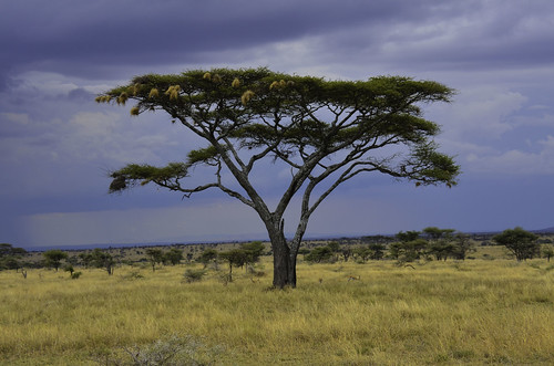 Acacia Tree | Tanzania | Poolak Bhatt | Flickr