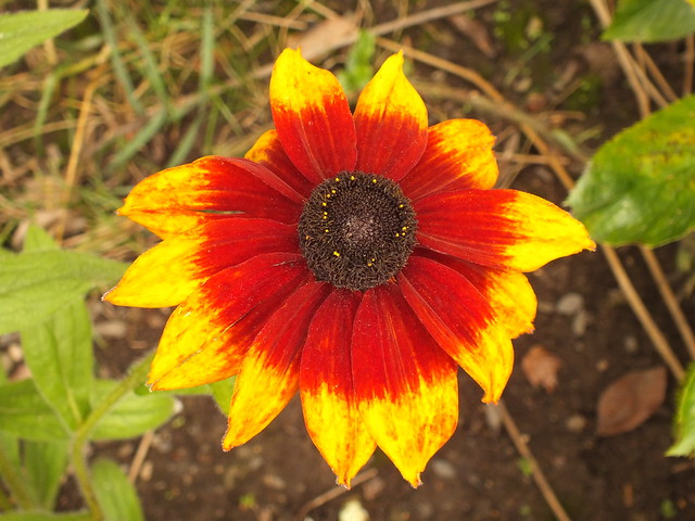 Black-eyed Susan (Rudbeckia hirta) flower