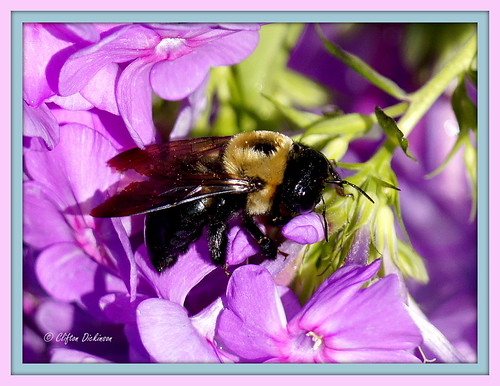 flower garden insects bee carpenter my