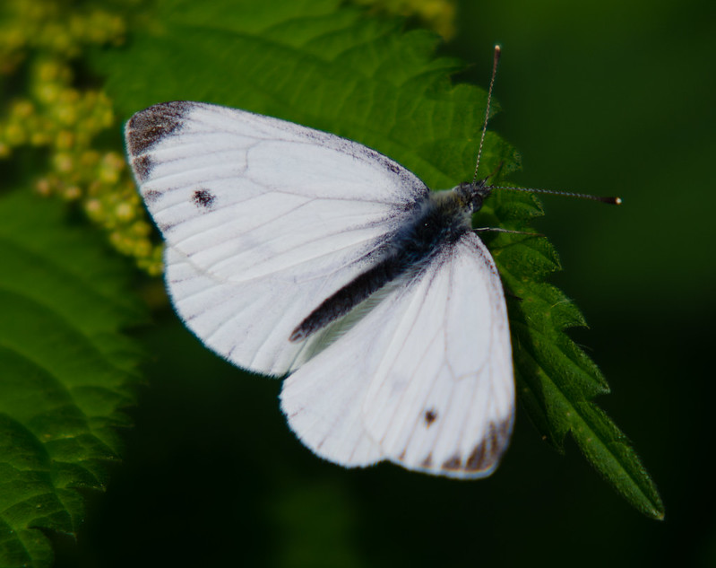 Small white butterfly on a nettle leaf