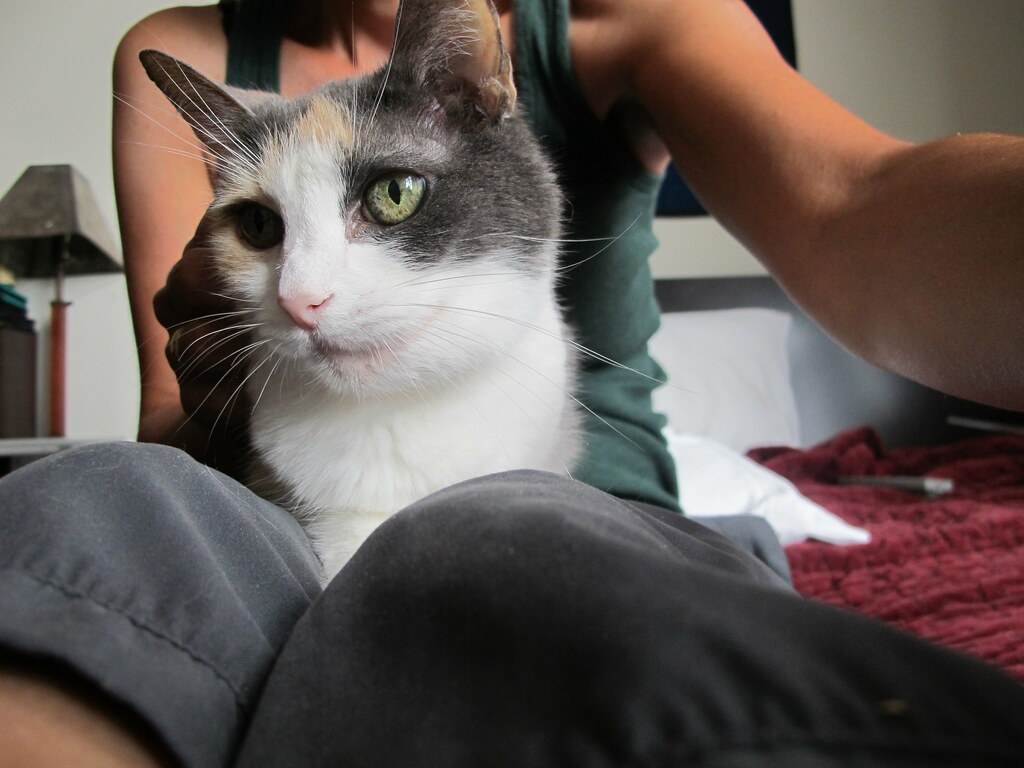 lap cat