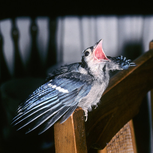 Baby Blue Jay